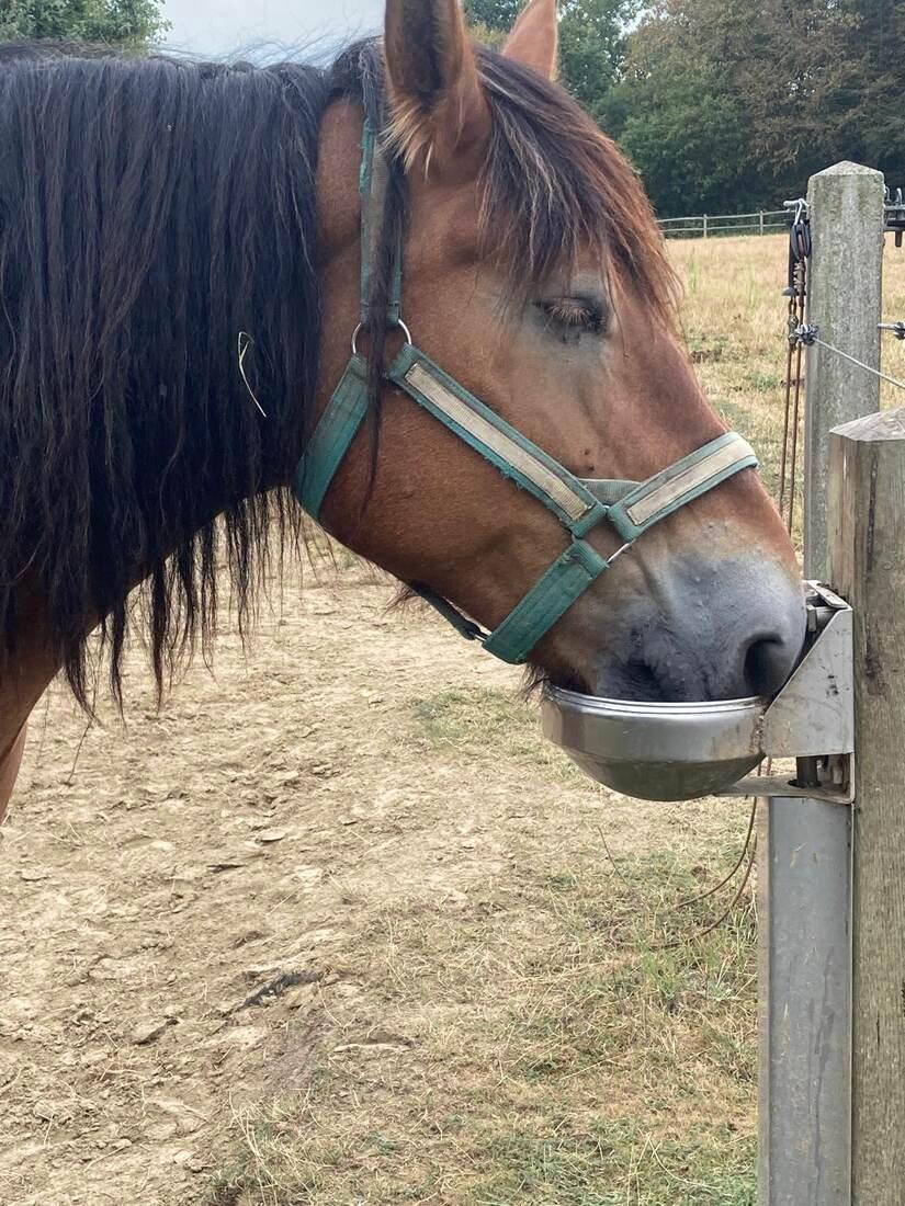 Drie trekpaarden van De Spikerhoeve