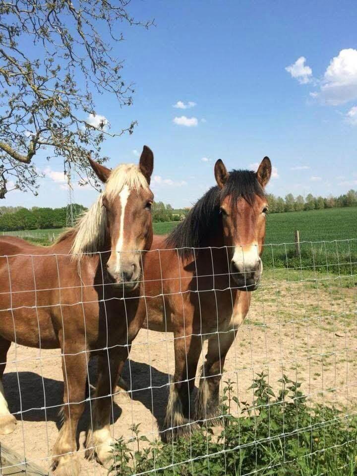 Twee trekpaarden aan de omheining, portret