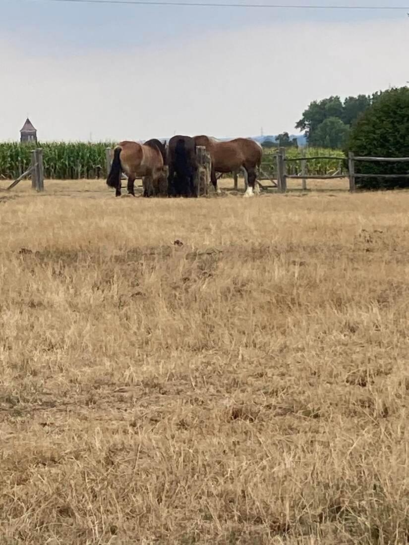 Trekpaarden in de wei bij De Spikerhoeve