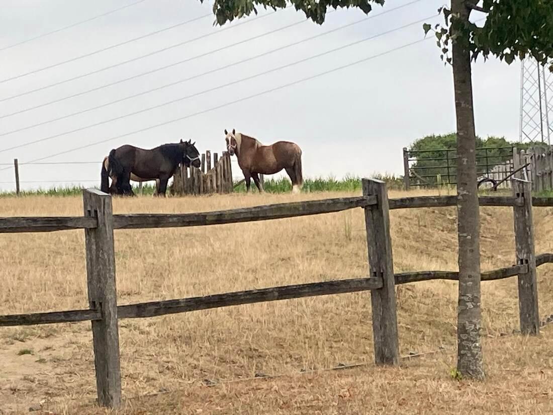 Trekpaarden aan de omheining