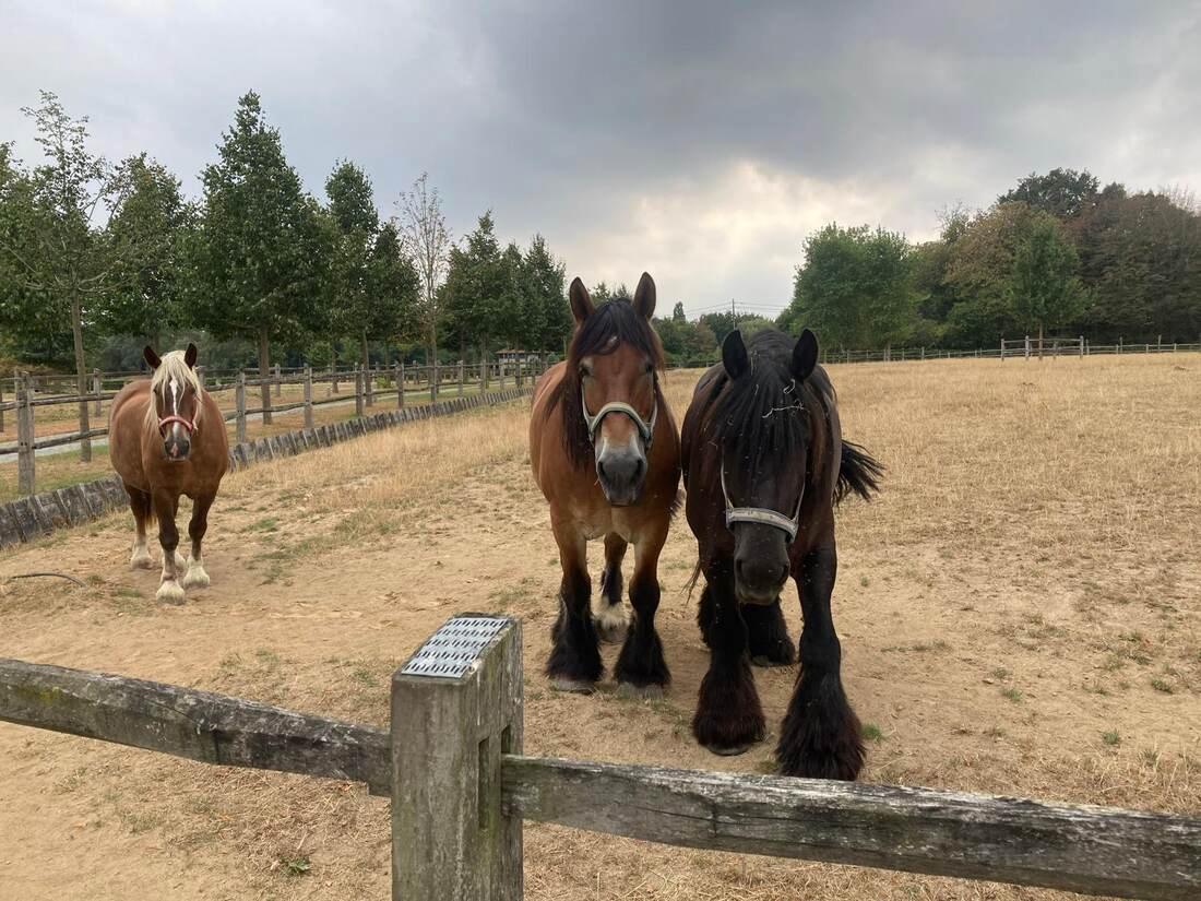 Trekpaarden op de paddock