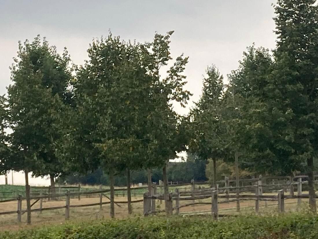 Paddocks omzoomd door bomen