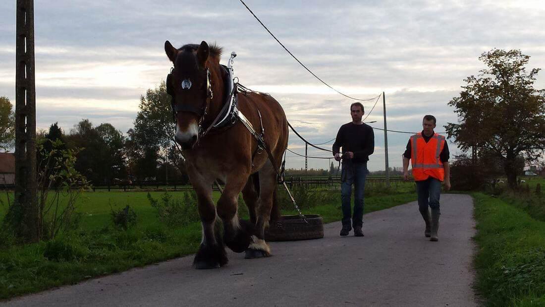 Trekpaard tijdens een cursus boomslepen op de openbare weg