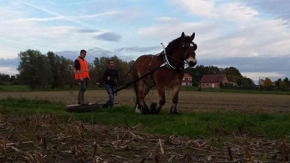 Trekpaard tijdens een cursus boomslepen op het veld